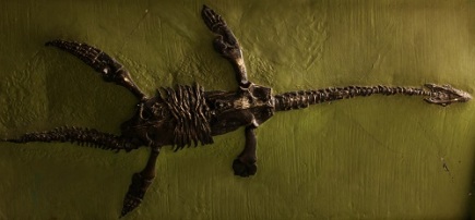 Plesiosaur skeleton.