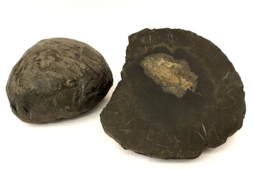 Two large dinosaur coprolites from Utah, USA.